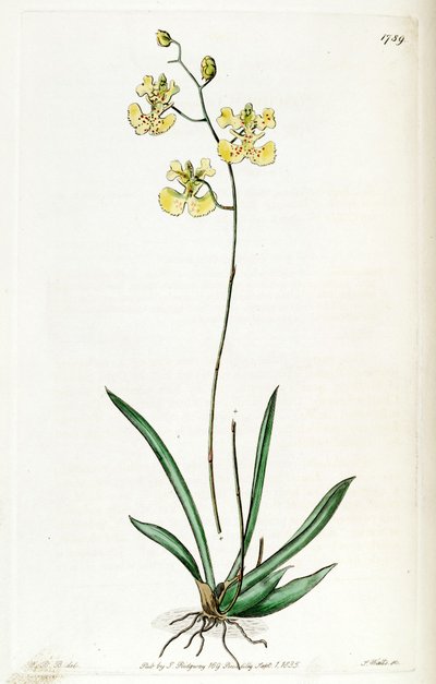 Tolumnia guianensis (come sin. Oncidium lemonianum) da Jams  Watts